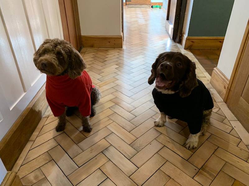 Two dogs wearing sweaters