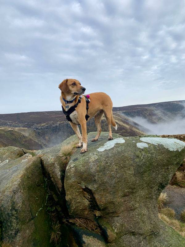 Dog on top of rock surrounded by scenery